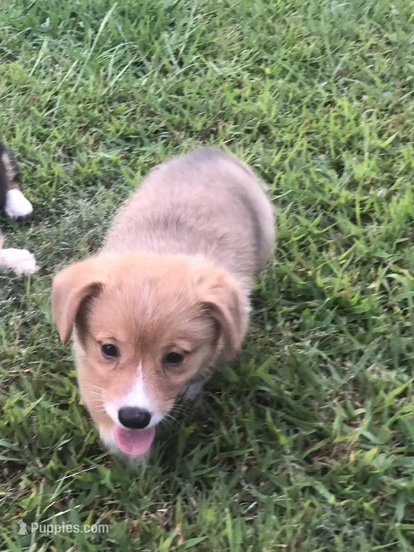 BUBBLES, a female Pembroke Welsh Corgi for sale in Choctaw, OK – Photo 1 of 7