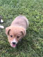 BUBBLES, a female Pembroke Welsh Corgi for sale in Choctaw, OK – Photo 1 of 7