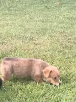 BUBBLES, a female Pembroke Welsh Corgi for sale in Choctaw, OK – Photo 2 of 7