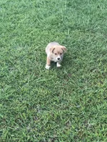 BUBBLES, a female Pembroke Welsh Corgi for sale in Choctaw, OK – Photo 7 of 7