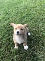 BUBBLES, a female Pembroke Welsh Corgi for sale in Choctaw, OK – Photo 3 of 7