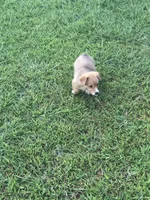 BUBBLES, a female Pembroke Welsh Corgi for sale in Choctaw, OK – Photo 6 of 7