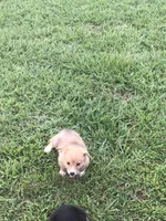 BUBBLES, a female Pembroke Welsh Corgi for sale in Choctaw, OK – Photo 4 of 7