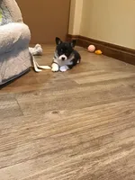 Merryweather, a female Pembroke Welsh Corgi for sale in Choctaw, OK – Photo 3 of 3