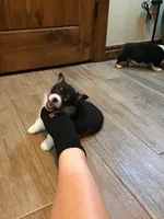 Merryweather, a female Pembroke Welsh Corgi for sale in Choctaw, OK – Photo 2 of 3