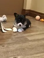 Merryweather, a female Pembroke Welsh Corgi for sale in Choctaw, OK – Photo 1 of 3