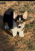 Lil' Lady, a female Pembroke Welsh Corgi for sale in Choctaw, OK – Photo 2 of 3
