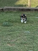 Lil' Lady, a female Pembroke Welsh Corgi for sale in Choctaw, OK – Photo 3 of 3