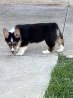 Lil' Lady, a female Pembroke Welsh Corgi for sale in Choctaw, OK – Photo 1 of 3
