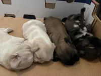 Finnick, a male Shih Tzu for sale in Choctaw, OK – Photo 3 of 6