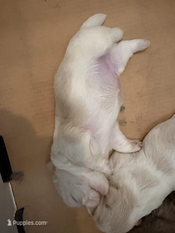 Finnick – Shih Tzu puppy for sale in Choctaw, OK