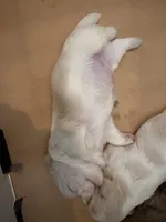 Finnick, a male Shih Tzu for sale in Choctaw, OK – Photo 1 of 6