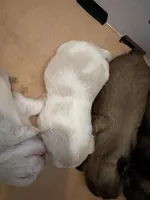 Finnick, a male Shih Tzu for sale in Choctaw, OK – Photo 2 of 6