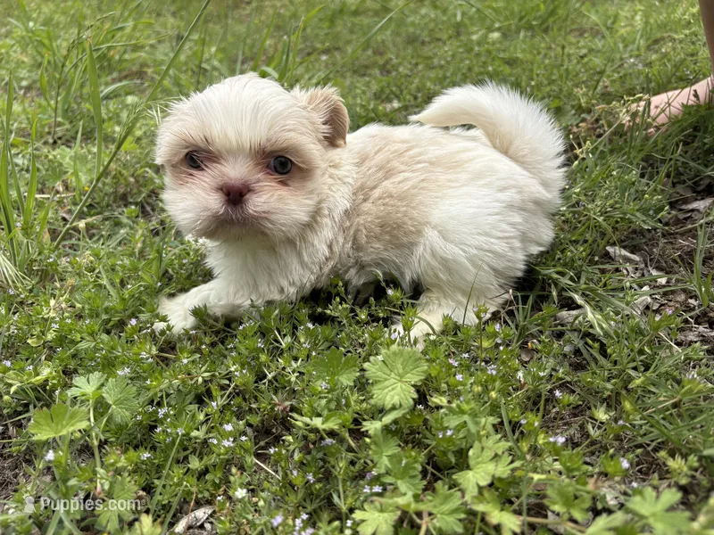Finnick – Shih Tzu puppy for sale in Choctaw, OK
