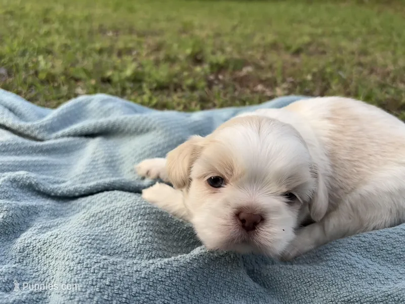 Finnick – Shih Tzu puppy for sale in Choctaw, OK