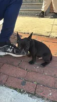 Seven, a male French Bulldog for sale in Philadelphia, PA – 2 of 4
