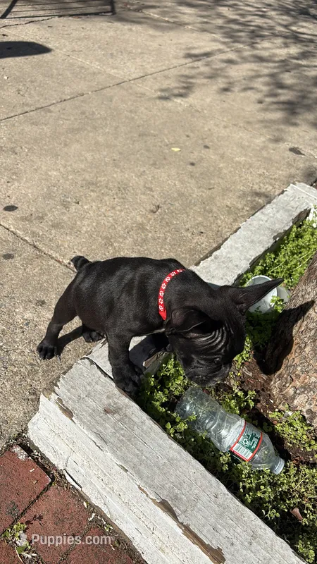 Seven – French Bulldog puppy for sale in Philadelphia, PA