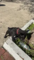 Seven, a male French Bulldog for sale in Philadelphia, PA – 1 of 4