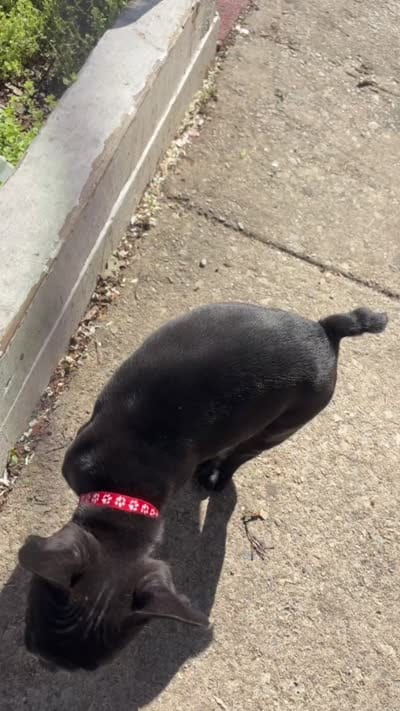 Seven, a male French Bulldog for sale in Philadelphia, PA – 4 of 4