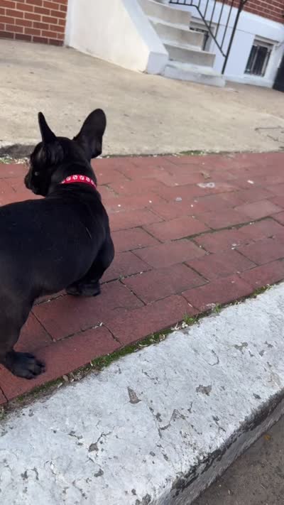 Seven, a male French Bulldog for sale in Philadelphia, PA – 3 of 4