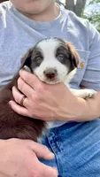 Chungus, a male Australian Shepherd and Border Collie for sale in Mooresville, IN – Photo 1 of 4