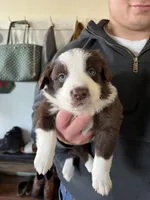 Chungus, a male Australian Shepherd and Border Collie for sale in Mooresville, IN – Photo 3 of 4