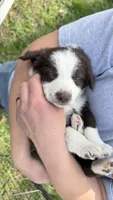 Chungus, a male Australian Shepherd and Border Collie for sale in Mooresville, IN – Photo 4 of 4