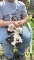 Chungus, a male Australian Shepherd and Border Collie for sale in Mooresville, IN – Photo 2 of 4