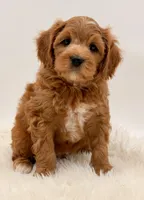 Golden Cavapoo , a female Cavapoo and Miniature Goldendoodle for sale in Pentwater, MI – 4 of 9