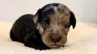 Merle phantom, a female Cavapoo and Miniature Goldendoodle for sale in Pentwater, MI – 5 of 5