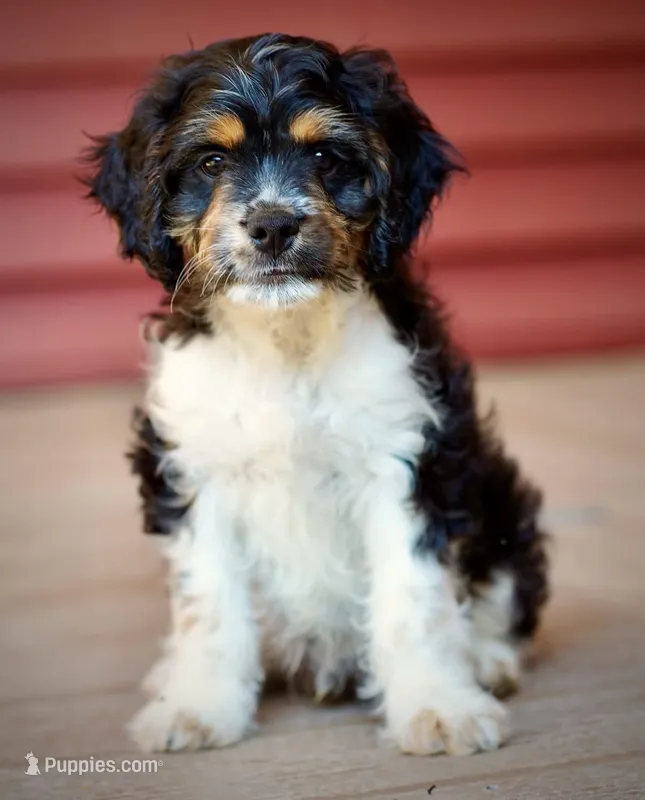 Snoopy – Cavapoo puppy for sale in Pentwater, MI