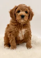 Golden Cavapoo , a female Cavapoo and Miniature Goldendoodle for sale in Pentwater, MI – 8 of 9