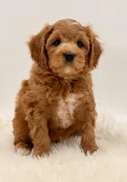 Golden Cavapoo , a female Cavapoo and Miniature Goldendoodle for sale in Pentwater, MI – 7 of 9