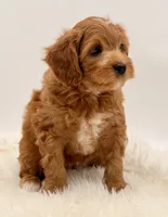 Golden Cavapoo , a female Cavapoo and Miniature Goldendoodle for sale in Pentwater, MI – 5 of 9