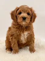 Golden Cavapoo , a female Cavapoo and Miniature Goldendoodle for sale in Pentwater, MI – 1 of 9