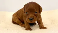 Dark Red no white , a female Cavapoo and Miniature Goldendoodle for sale in Pentwater, MI – 4 of 6