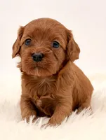 Dark Red Females , a female Cavapoo and Miniature Goldendoodle for sale in Pentwater, MI – 1 of 9