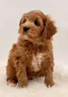 Golden Cavapoo , a female Cavapoo and Miniature Goldendoodle for sale in Pentwater, MI – 2 of 9