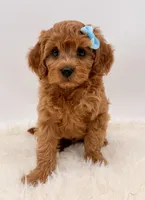 Golden Cavapoo , a female Cavapoo for sale in Pentwater, MI – 4 of 6