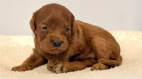 Dark Red no white , a female Cavapoo and Miniature Goldendoodle for sale in Pentwater, MI – 2 of 6