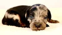 Merle phantom, a female Cavapoo and Miniature Goldendoodle for sale in Pentwater, MI – 4 of 5