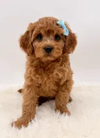 Golden Cavapoo , a female Cavapoo for sale in Pentwater, MI – 5 of 6