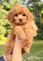 Golden Cavapoo , a female Cavapoo for sale in Pentwater, MI – 3 of 6