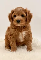 Golden Cavapoo , a female Cavapoo and Miniature Goldendoodle for sale in Pentwater, MI – 9 of 9
