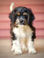 Snoopy, a male Cavapoo for sale in Pentwater, MI – 2 of 3