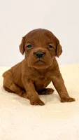 Dark Red no white , a female Cavapoo and Miniature Goldendoodle for sale in Pentwater, MI – 5 of 6