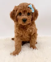 Golden Cavapoo , a female Cavapoo for sale in Pentwater, MI – 6 of 6