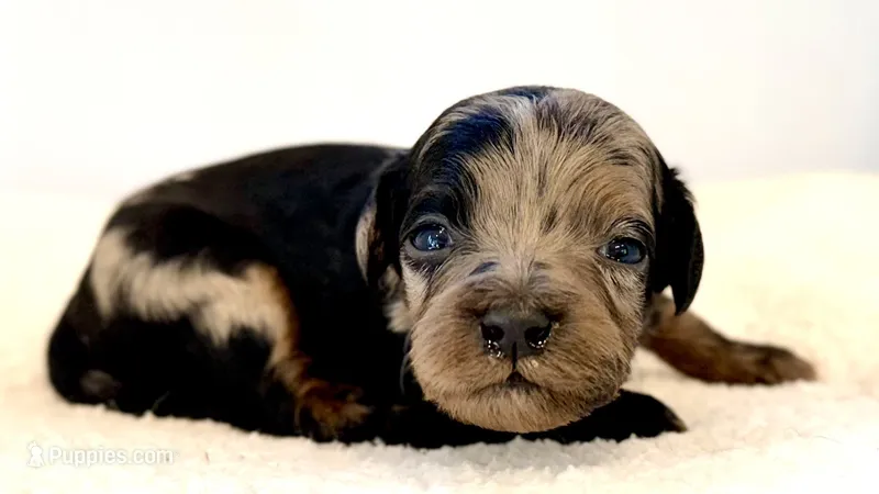 Merle phantom – Cavapoo, Miniature Goldendoodle puppy for sale in Pentwater, MI
