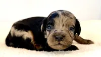 Merle phantom, a female Cavapoo and Miniature Goldendoodle for sale in Pentwater, MI – 1 of 5