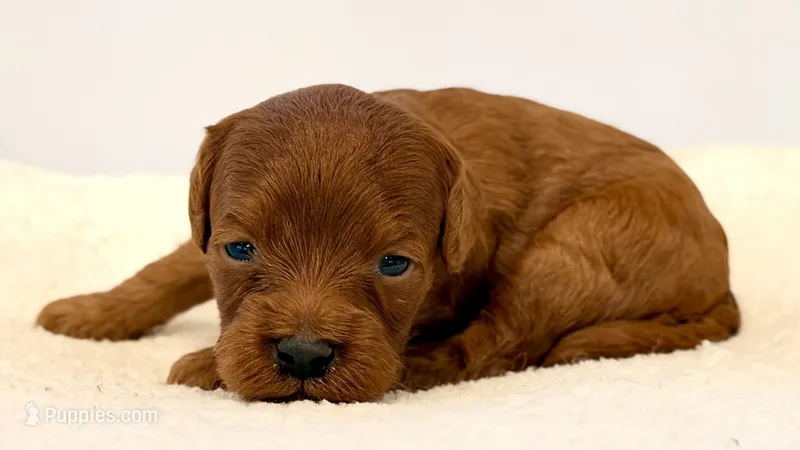 Dark Red no white  – Cavapoo, Miniature Goldendoodle puppy for sale in Pentwater, MI